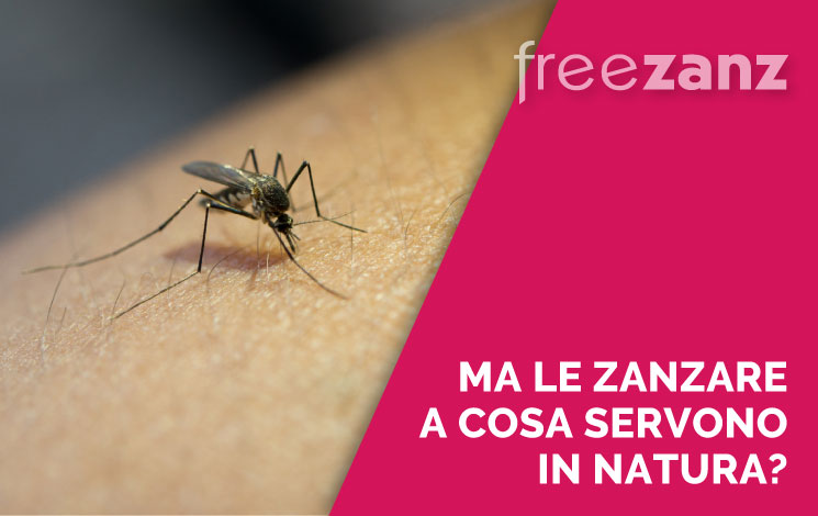 A cosa servono le zanzare in natura? Che ruolo hanno in natura ??
