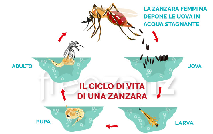 Qual è il ciclo di vita della zanzara?