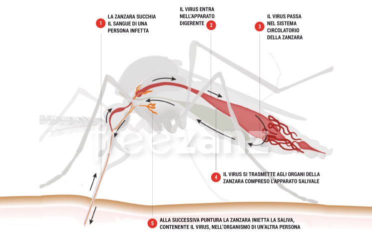 Come fanno le zanzare a trasmettere malattie