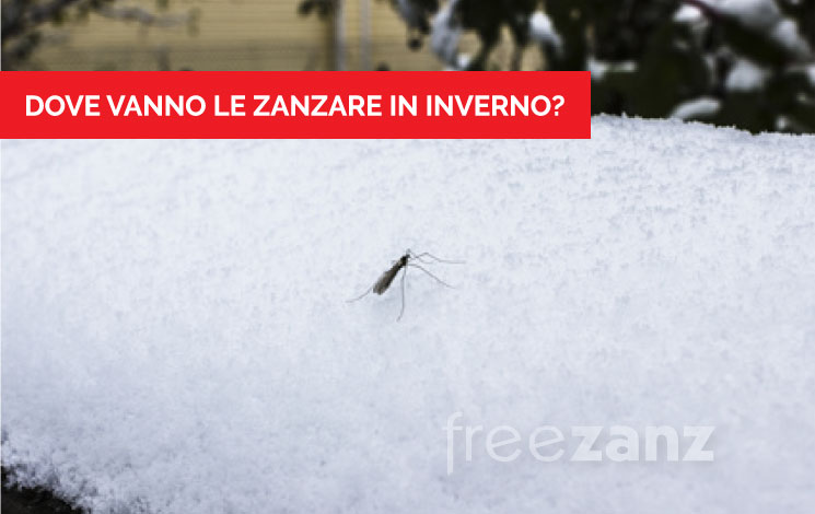 Dove vanno le zanzare in inverno?