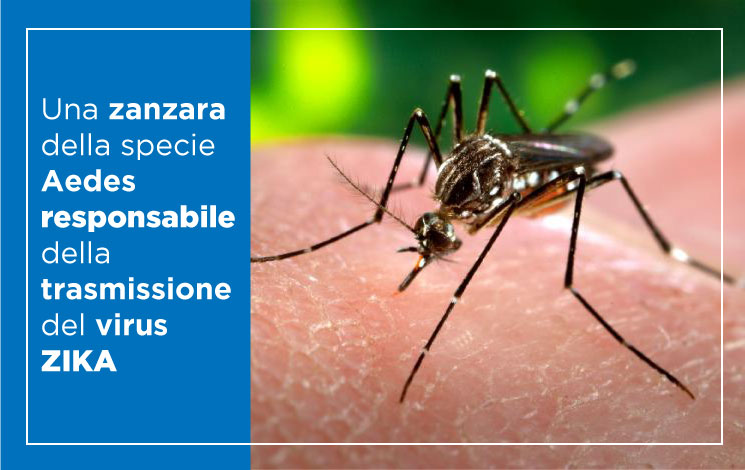 Virus Zika e zanzare: nuova emergenza sanitaria mondiale?