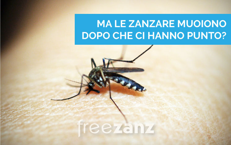 Una zanzara muore dopo aver punto? Tutto sulle zanzare